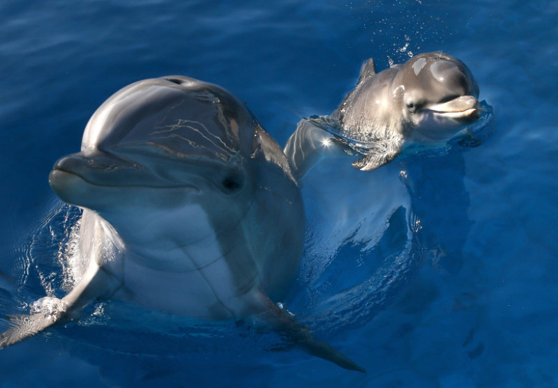 Dolphin Gives Birth At Six Flags Animal Discovery Park
