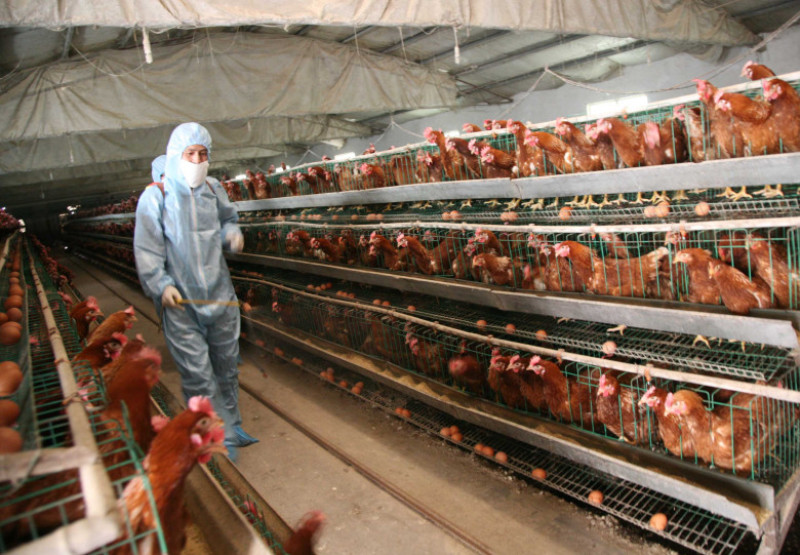 77 H7N9 Bird Flu Cases Confirmed In China