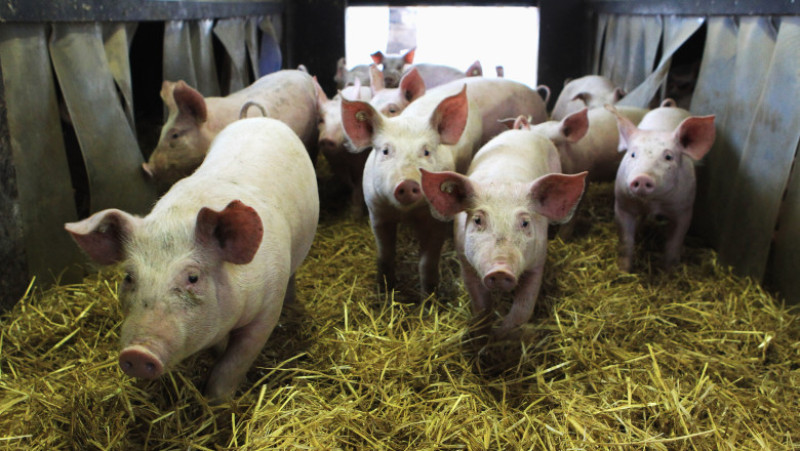 Organic Farms Likely To Benefit From Dioxin Scandal