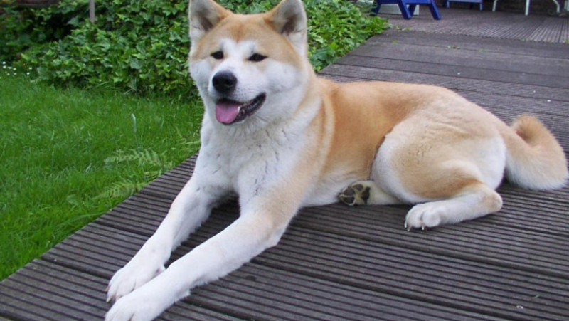 Hachiko pentru Putin