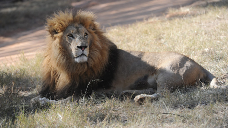 German National Football Team Visits Lion Park