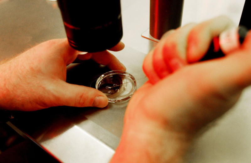 California Embryo Bank Provides Donated Eggs For Stem Cell Research