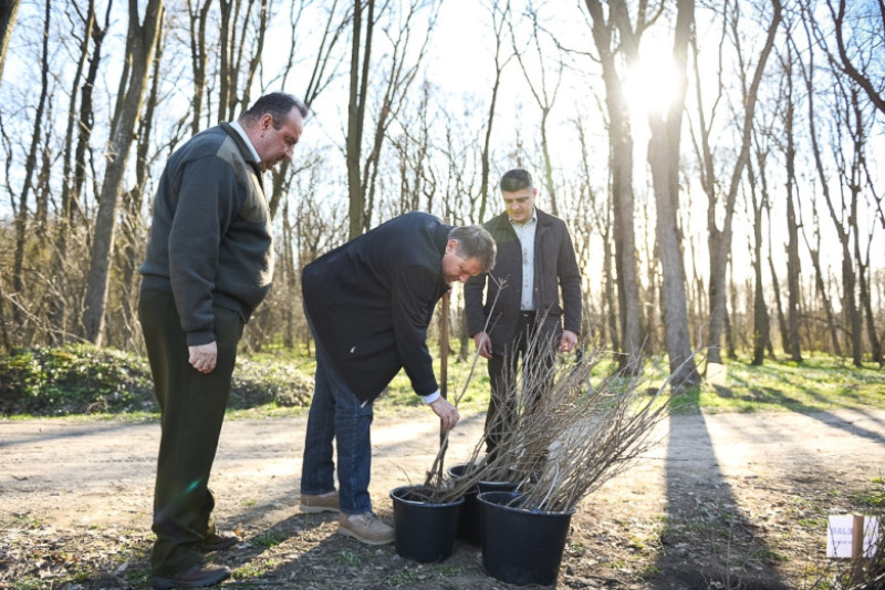 iohannis puiet padure