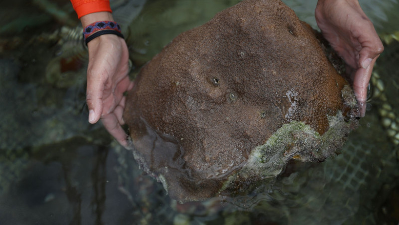 University Of Miami Studies Climate Change Effects On Coral Reef