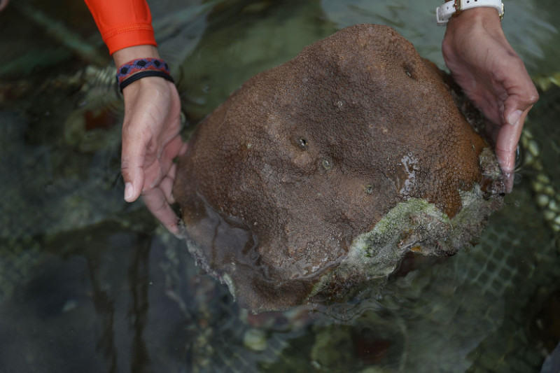 University Of Miami Studies Climate Change Effects On Coral Reef