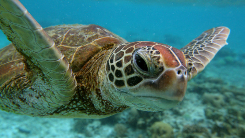 Scenes Of Lady Elliot Barrier Reef Eco Island