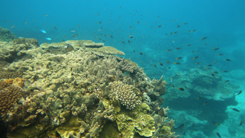 Scenes Of Lady Elliot Barrier Reef Eco Island