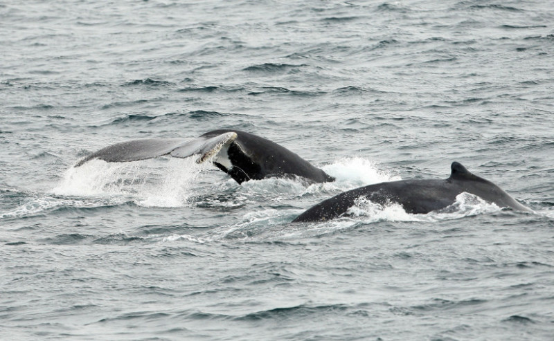 National Whale Day Celebrated As Whale Watching Season Gets Underway