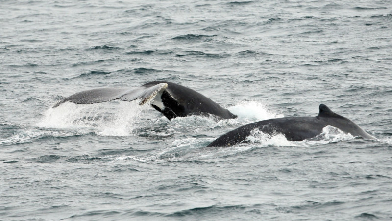 National Whale Day Celebrated As Whale Watching Season Gets Underway