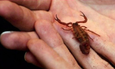 O angajată a unui hipermarket a fost înțepată de un scorpion care se afla într-o ladă cu căpşuni