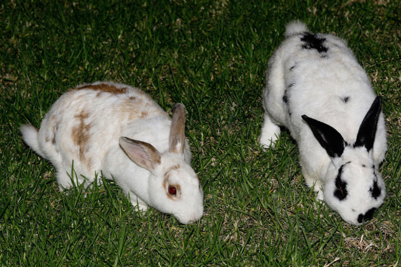 Sydney Harbour Bunnies Face Easter Cull