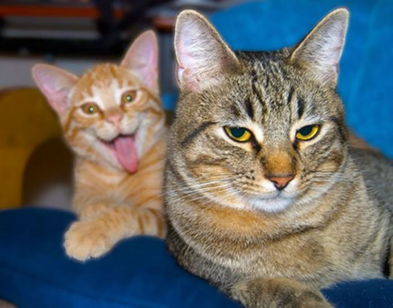 10 Poze Amuzante Stricate De Pisici