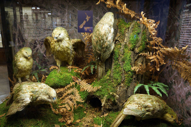 Naturhistorisches_Museum,_Kakapo