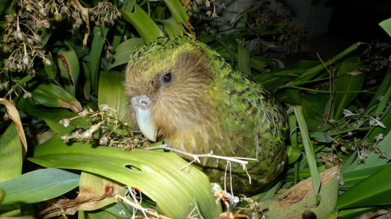 1920px-Kakapo_Sirocco_1