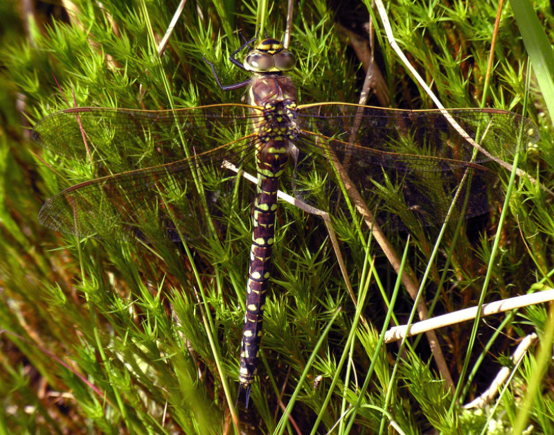 libelula