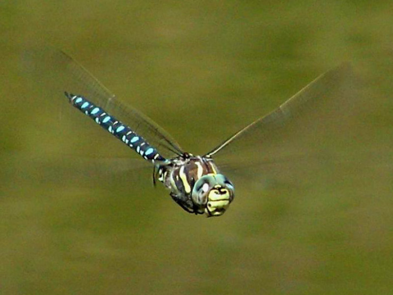 Hovering Dragonfly