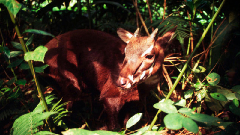 Saola_Why_They_Matter_image_(c)_David_Hulse_WWF_Canon