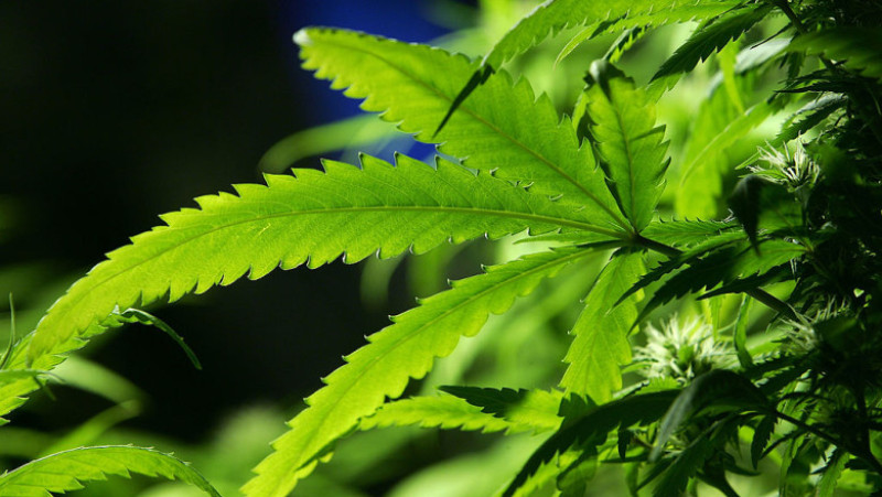 Ban Introduced On Smoking Marijuana In Public Areas