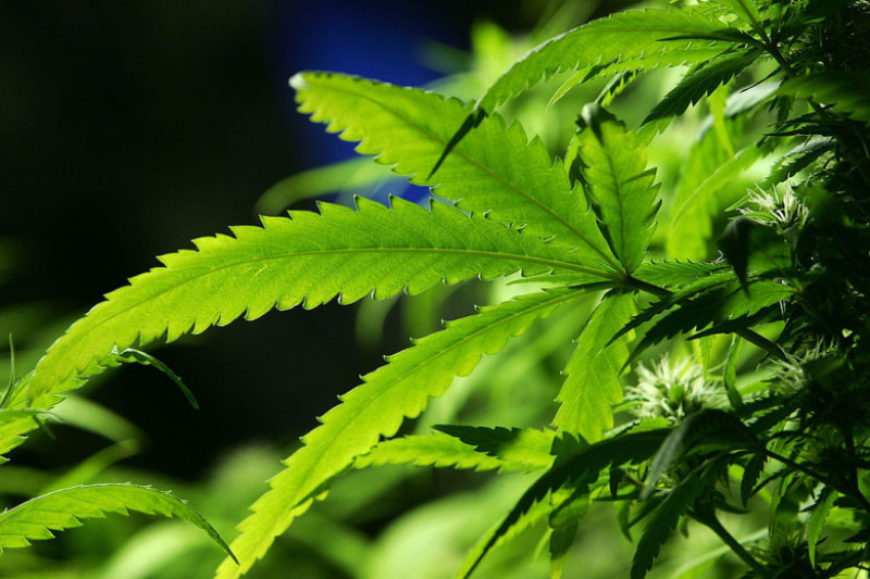 Ban Introduced On Smoking Marijuana In Public Areas