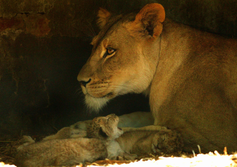 Lion cubs born at Adelaide Zoo
