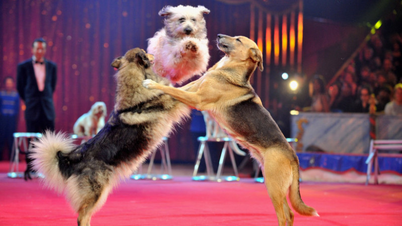 33rd International Circus Festival of Monte Carlo - Day 2