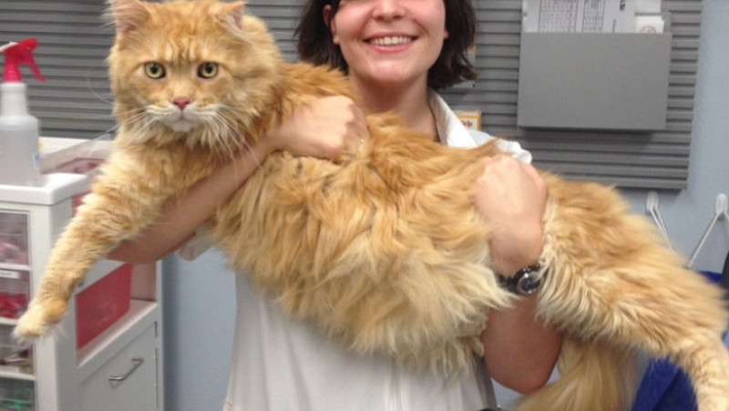 just-cats-vet-clinic-hires-cat-cuddler-8-5927e7e65fc9d__700