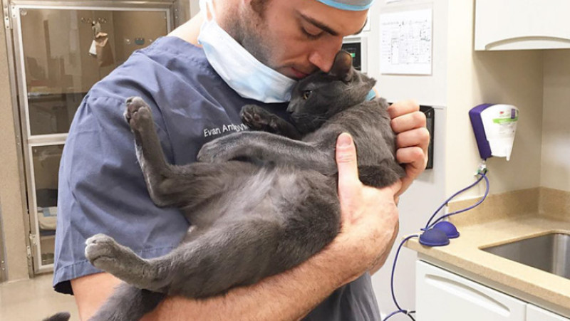 just-cats-vet-clinic-hires-cat-cuddler-5-5927e7e0871b7__700