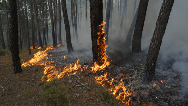 Dozens Dead In Forest Fire In Portugal
