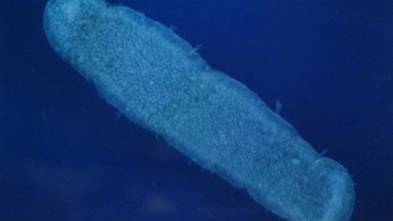 1280px-Pyrosoma_atlanticum wiki