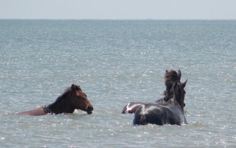 Imagini Spectaculoase Caii Sălbatici Se Răcoresc In Marea Neagră