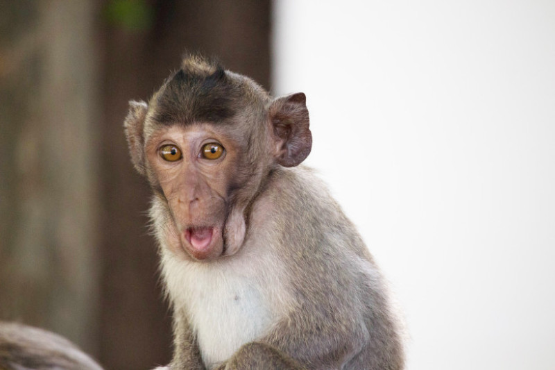 maimuta shutterstock_370756442