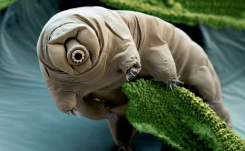 tardigrade
