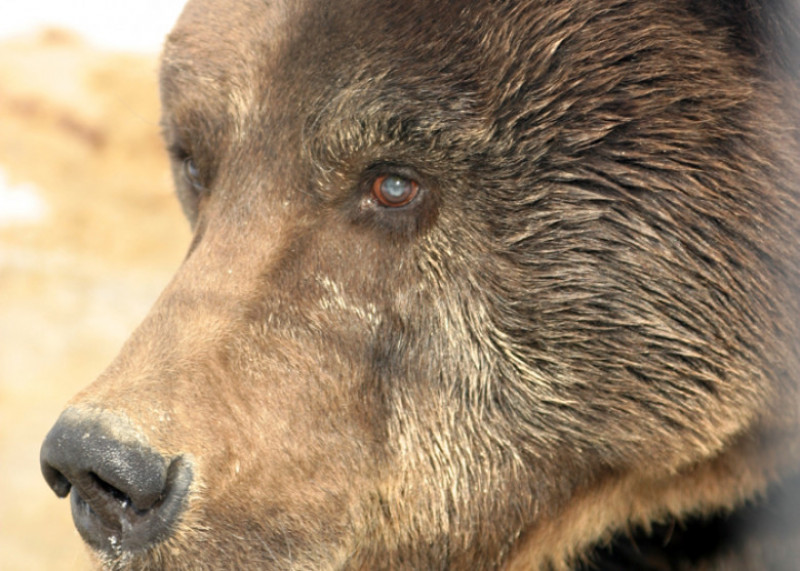 Foto Poveștile Triste Ale Urșilor De La Rezervația Din Zărnești
