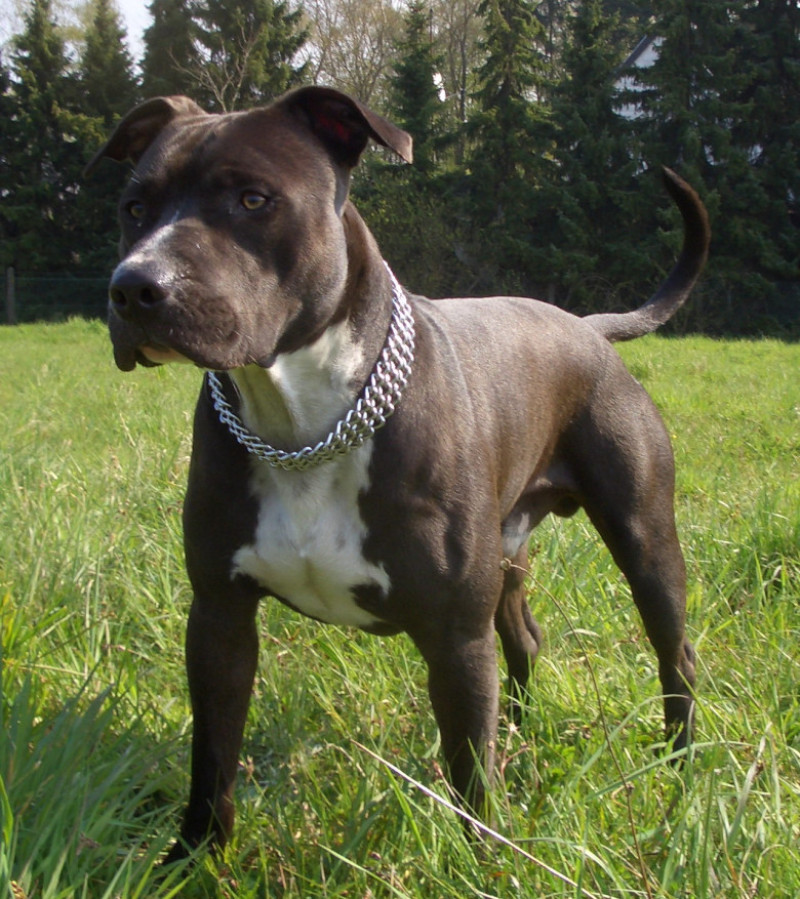 AmStaff3