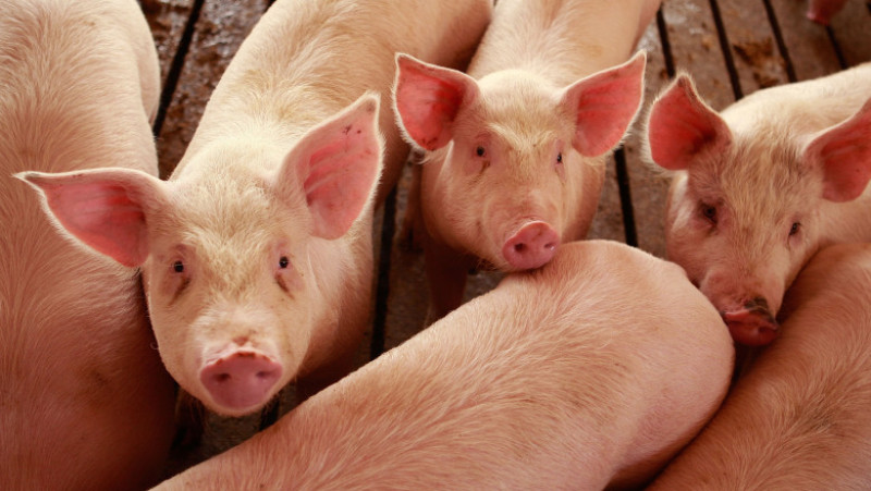 Misconceptions Surrounding Eating Pork And The Swine Flu Lower Hog Prices