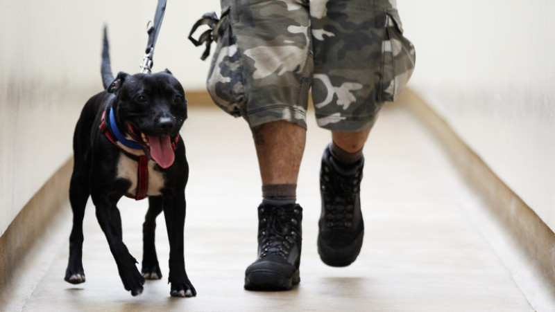 Battersea Dogs Home Attempt To Rehome Abandoned And Stray Dogs
