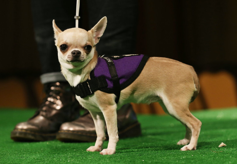 Westminster Kennel Club Holds Press Conference Ahead Of Dog Show