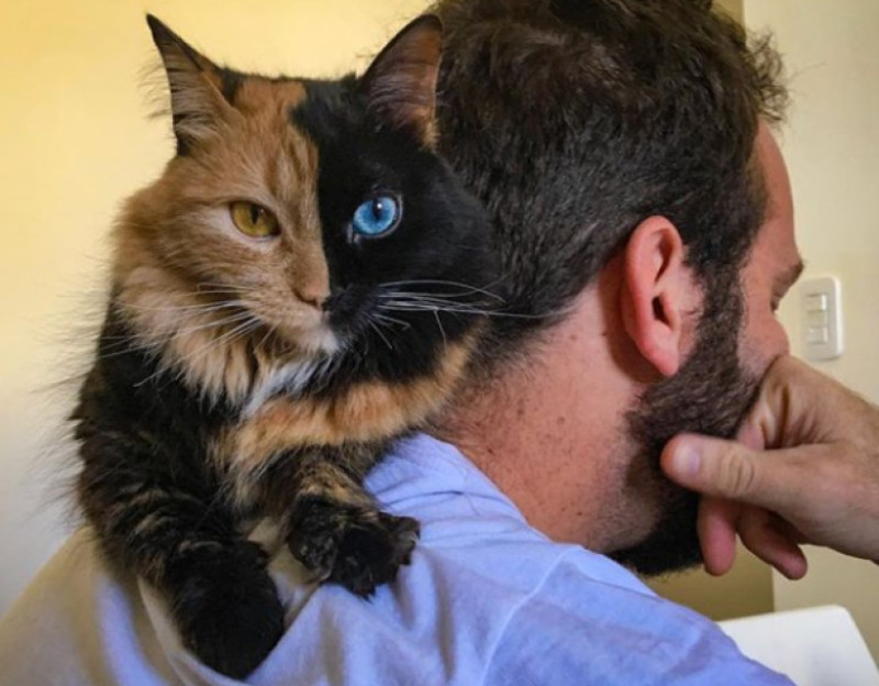 Pisicile Cu Două Fețe Cum Explică Specialiștii Infățișarea Felinelor