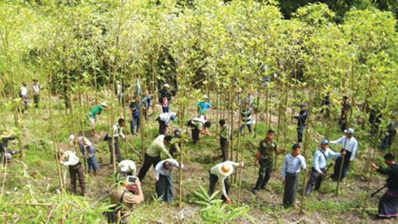 plantatie de kratom distrusa