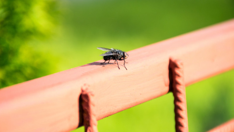 musca insecta