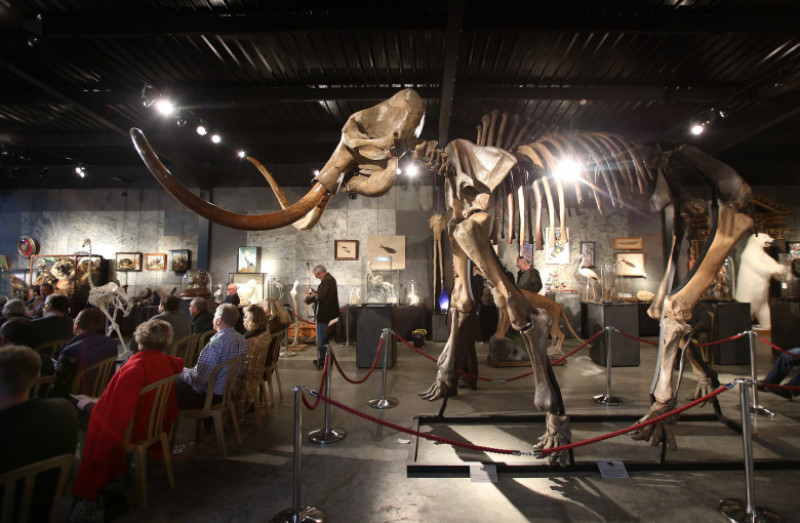 Auction Of A Complete Woolly Mammoth Skeleton