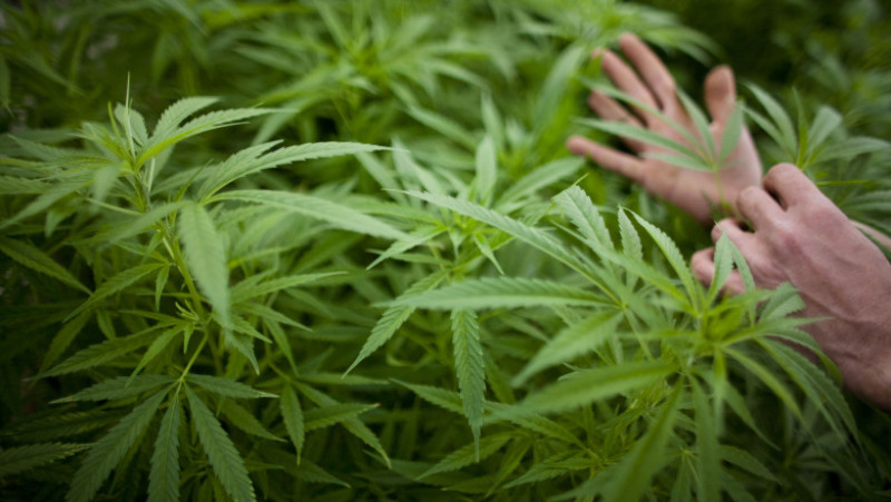 Israel Pioneers Use Of Medical Marijuana