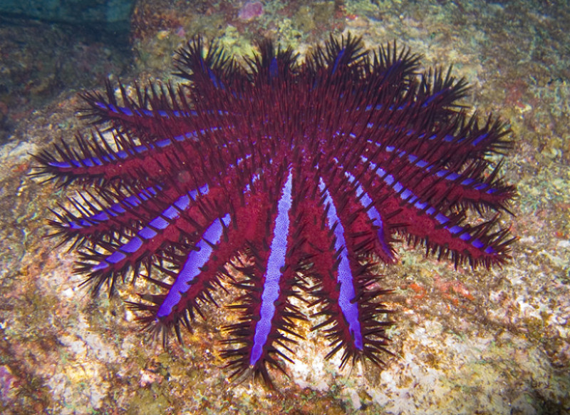 Crown of Thorns