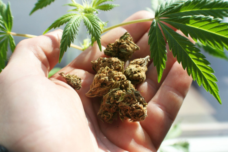marijuana, cannabis