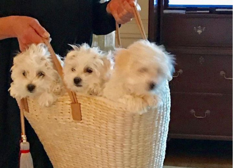 caini barbra streisand foto instagram