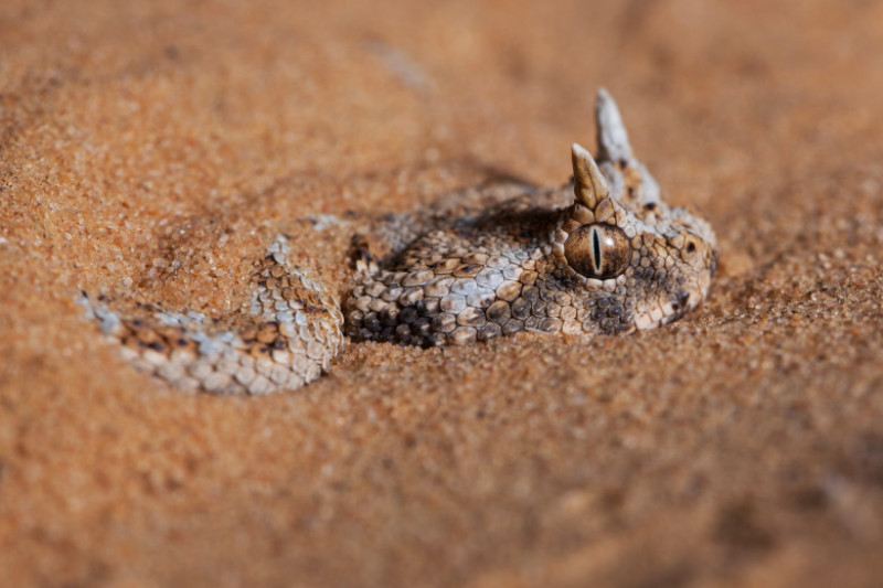 vipera africa