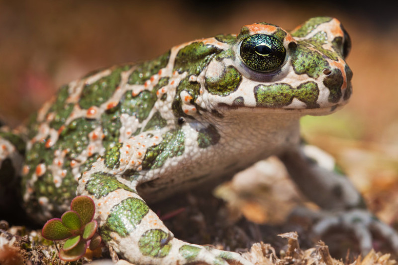 broasca raioasa verde