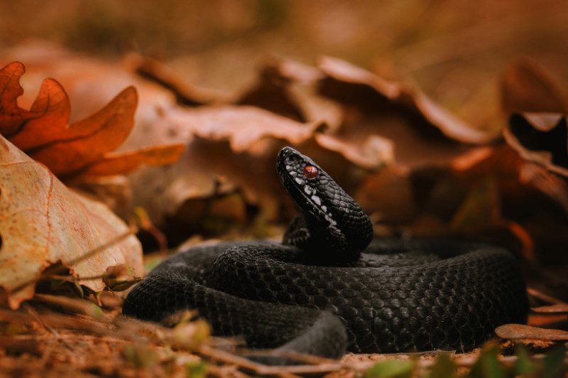 Vipera neagra