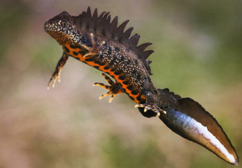 Fotograful Care Si A Propus Să Pozeze Toate Speciile De Reptile Din țară