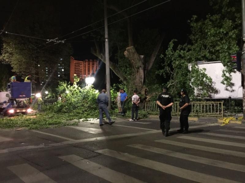 platan taiat Pod Cotroceni Cezara Scutari